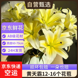 京东鲜花 空运新鲜黄天霸百合花鲜花水养鲜切花家用插花云南基地源头直发