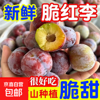 京喜加 脆甜四川脆红李子新鲜水果当季孕妇整箱红脆李脱骨李脆红李 15g+ 新鲜脆红李2斤