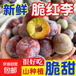京喜加 脆甜四川脆红李子新鲜水果当季孕妇整箱红脆李脱骨李脆红李 15g+ 新鲜脆红李2斤