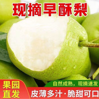 京农超 甘肃早酥梨 中秋送礼 净重4.5斤 5A头茬果 | 单果200g+