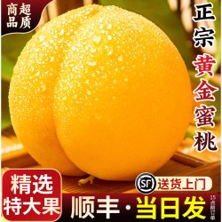 山姆伯伯 山东蒙阴黄桃黄毛桃当季新鲜现摘桃子水果礼盒送礼 5A级精选果 单果110g