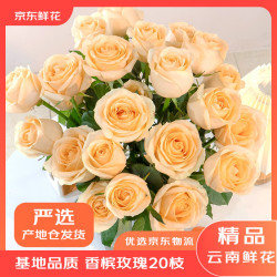京东鲜花 昆明玫瑰鲜花香槟玫瑰20枝端庄大气云南源头直发