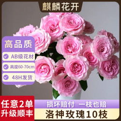 麒麟花开洛神精品玫瑰花束鲜花云南基地直发鲜切花七夕情人节礼物 AB级洛神玫瑰10枝