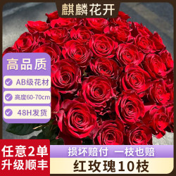 麒麟花开玫瑰花鲜花云南昆明基地直发红玫瑰水养七夕情人节花束 AB级红玫瑰10支