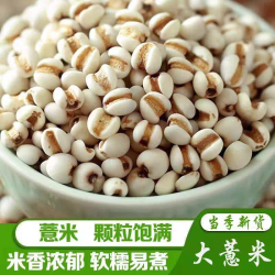 云南贵州新鲜去壳大薏仁米新货薏米可煲粥泡水煮粥炖汤五谷杂粮