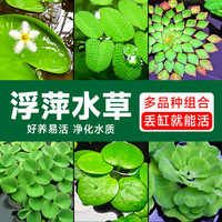 水草植物鱼缸净化水质水培一叶莲水芙蓉水葫芦睡莲养鱼水草浮萍