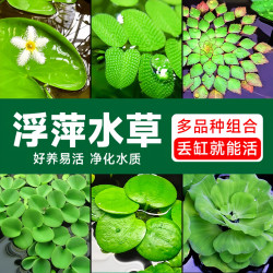 水草植物鱼缸净化水质水培一叶莲水芙蓉水葫芦睡莲养鱼水草浮萍