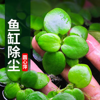 圆心萍鱼缸漂浮水草浮萍水培植物净化水质鱼虾水草龟缸专用造景草