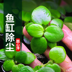 圆心萍鱼缸漂浮水草浮萍水培植物净化水质鱼虾水草龟缸专用造景草