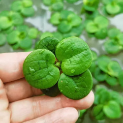 圆心萍鱼缸漂浮水草浮萍水培植物净化水质鱼虾水草龟缸专用造景草