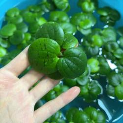 圆心萍净化水质水培绿植庭院办公室鱼虾龟缸造景增氧漂浮水草浮萍