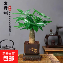 单杆发财树+塑料四方舍得盆 整体高度约15-25cm，花盆直径约8cm