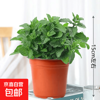 小盆薄荷(此选项不含盆) 可食用