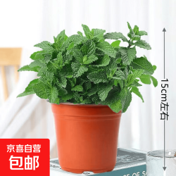 小盆薄荷(此选项不含盆) 可食用