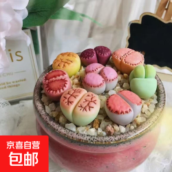 九多肉多 七彩生石花母本大颗石生花屁股花多肉多肉植物批发试种福利养活 七彩生石花7颗品种发不重复