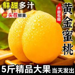 春福乐 新鲜应季现摘现发香甜多汁黄金蜜桃孕妇水果包邮 5斤甄选装净4.5斤