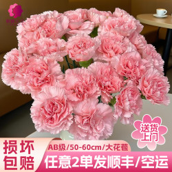 麒麟 AB级-粉色康乃馨20枝