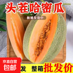京东 海南哈密瓜新鲜正宗沙地西州蜜25号网纹蜜瓜一箱当季水果 5-6斤2个瓜家庭装