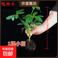 京喜 八方来财盆栽鸭脚木盆栽四季常青桌面防辐射花卉盆景发财树盆栽 八方来财 送肥料