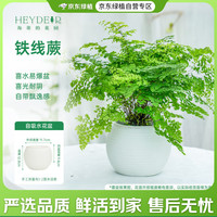 海蒂的花园 铁线蕨热植室内绿植盆栽书房桌面阳台客厅好养植物源头直发