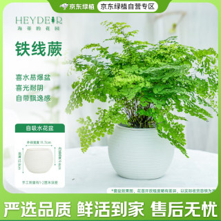 海蒂的花园 铁线蕨热植室内绿植盆栽书房桌面阳台客厅好养植物源头直发