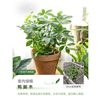 海蒂的花园 发财树小盆栽花卉绿植办公室桌面水培植物室内四季好养白掌幸福树 鸭脚木10cm盆