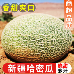 探味君 正宗新疆哈密瓜新鲜水果10斤当季现摘冰淇淋网纹瓜即食蜜甜瓜包邮