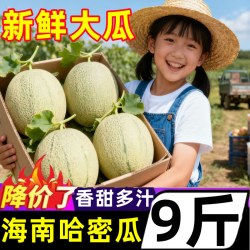海南沙地香甜哈密瓜新鲜水果现摘网纹蜜瓜甜瓜西州蜜瓜整箱