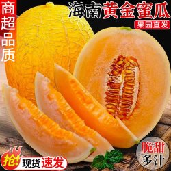 探味君 海南黄金蜜瓜哈密瓜当季现摘网纹瓜黄河蜜瓜脆甜香瓜新鲜水果包邮