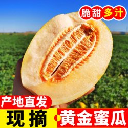 甘肃民勤蜜瓜沙漠甜瓜新鲜水果当季黄河香瓜金红宝哈密瓜香甜