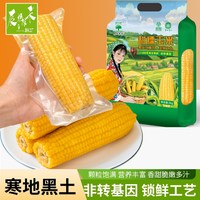 辰旭稼禾 东北今年采摘黄糯玉米大粒苞米棒真空锁鲜嫩苞谷软糯香甜