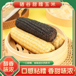 黑玉米东北现摘新鲜糯黄玉米真空装包装袋早餐代餐甜糯