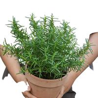 海蒂的花园 薄荷 迷迭香 20cm盆含盆 盆栽