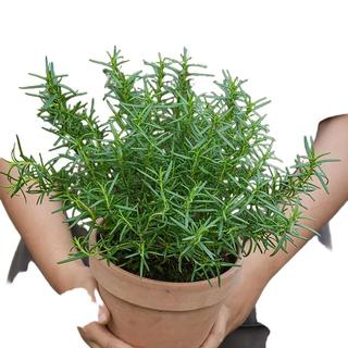 海蒂的花园 薄荷 迷迭香 20cm盆含盆 盆栽