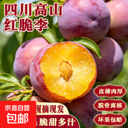 正宗四川小脆红 脆红李子 新鲜应季时令水果李子 新鲜尝鲜包邮 带箱5斤  单果12g+
