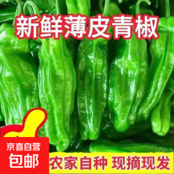 京喜 薄皮苏椒芜湖椒微微辣超薄皮鲜脆菜椒基地直发蔬菜 五斤