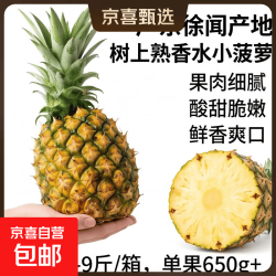 京喜加 广东徐闻香水菠萝 2颗装 单果650g起