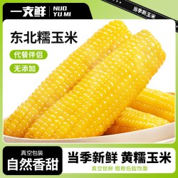 一支鲜 东北黑糯玉米甜玉米真空包装新鲜现摘甜粘苞米低脂早餐10棒