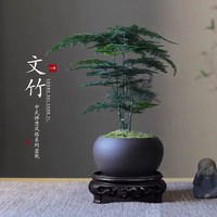 八芽 文竹苔藓白发藓盆景 含密胺托带盆栽好