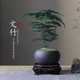 八芽 文竹苔藓白发藓盆景 含密胺托带盆栽好
