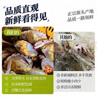 三蟹岛 莱州梭子蟹 特大号公蟹 5斤共5-7只
