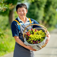 天狼 葡萄阳台庭院耐寒耐热好种好养四季盆栽可食用果树阳光玫瑰 妮娜皇后(2.8升盆)