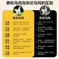 泰和乌鸡 原种乌骨鸡 整只 1kg 新鲜鸡肉