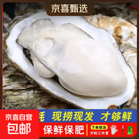 京喜 鲜活乳山生蚝新鲜牡蛎海蛎子5X特大蚝净重10斤生蚝