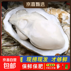 京喜 鲜活乳山生蚝新鲜牡蛎海蛎子5X特大蚝净重10斤生蚝