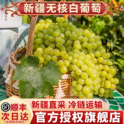 天鲜美逅 新疆无核白葡萄新鲜水果当季整箱马奶提子正宗吐鲁番小葡萄青提子