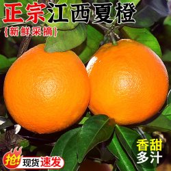 探味君 正宗赣南脐橙10斤 果冻橙冰糖甜橙