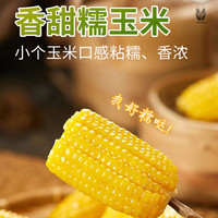 佟创 东北黄糯玉米150g*10段