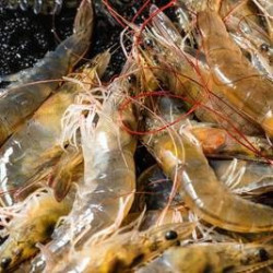 单人牛排海鲜自助
