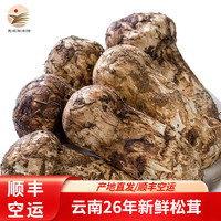 滇味十足 云南新鲜松茸 香格里拉未开伞出口品质养生滋补营养美味中秋礼品 净重500克 3-5cm
